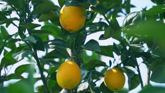 脐橙赣南脐橙脐橙特写