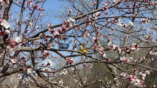 济南千佛山景区，山顶俯瞰城市山花烂漫