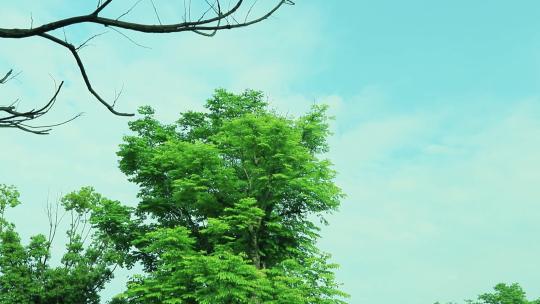 蔚蓝天空 白云 绿叶 树枝 枯枝