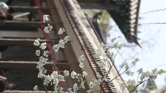 济南五龙潭，春季樱花植物盛开洁白如雪