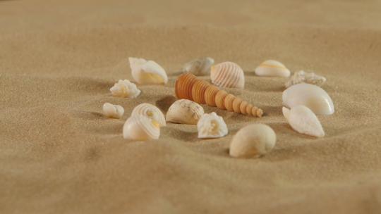 海滩沙滩上的不同贝壳，旋转