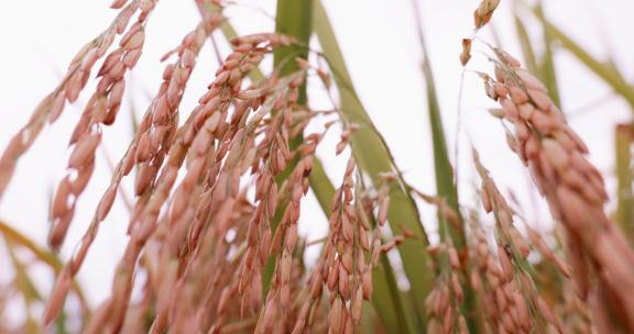 4k 实拍金黄色的水稻大丰收稻穗