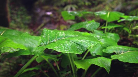 下雨天雨滴落在绿色叶子上