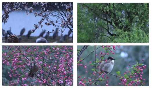 花鸟生态自然高清在线视频素材下载