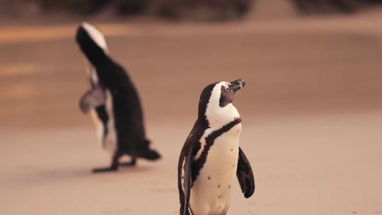 企鹅 一群企鹅 企鹅宝宝 海洋生态 幼年企鹅视频素材模板下载