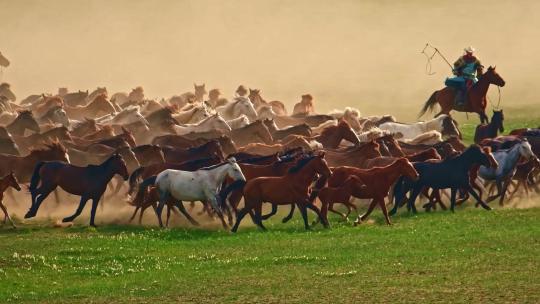 高清实拍草原马骑马一群马内蒙古