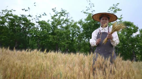 农民在小麦田采集麦秸秆