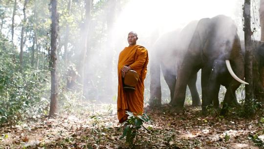 大象与僧人在森林里视频素材模板下载