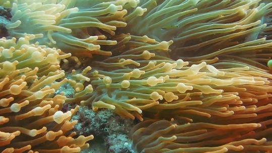 海底海草海藻生物特写小丑鱼拍摄视频素材模板下载