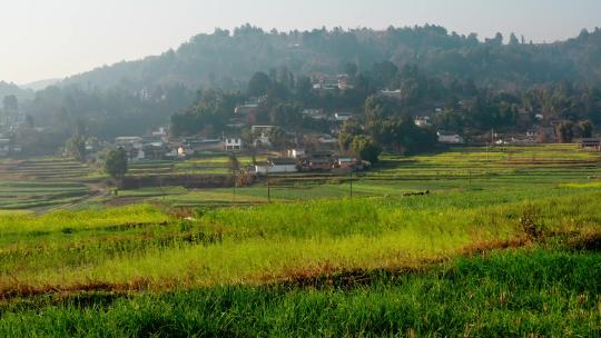 农村农田春天生机勃勃