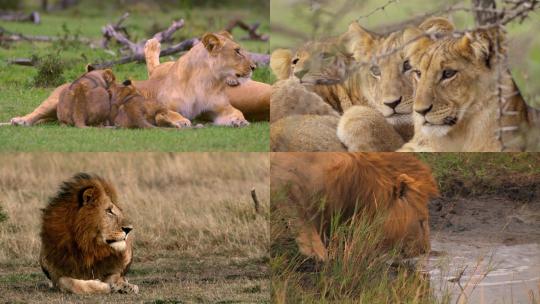 【合集】狮子喝水休息的狮子视频素材模板下载