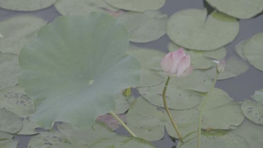 夏季湿地湖河池塘荷花落雨荷叶户外自然