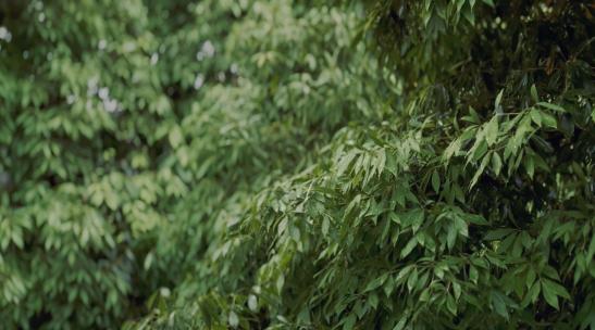 风雨中飘动的树叶高清在线视频素材下载