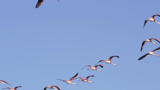 一大群智利火烈鸟在蓝天上飞行