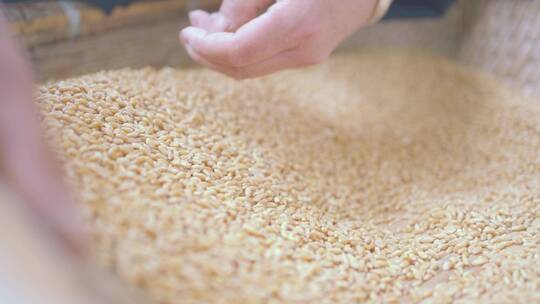 麦子粮食收获小麦农作物