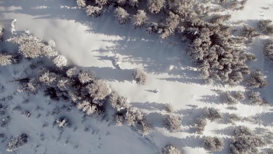 航拍雪林雾凇鸟瞰雪地雪松雪景大雪