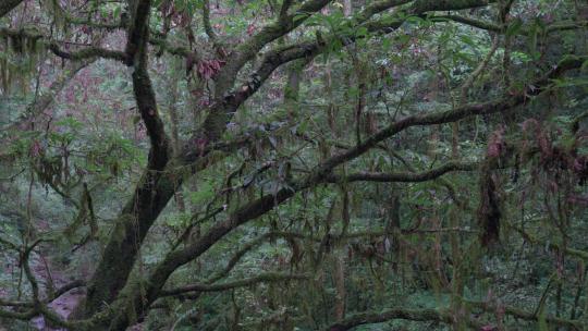 潮湿树林雨林树上长满青苔苔藓视频素材模板下载