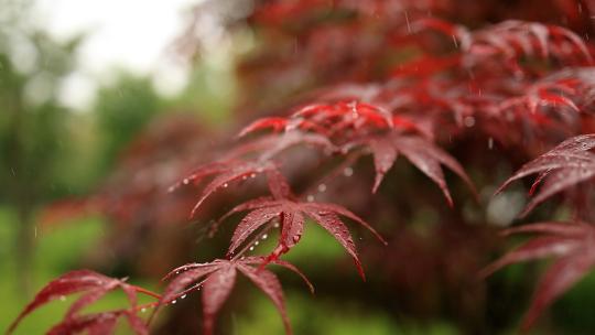 雨中红枫叶子飘动升格