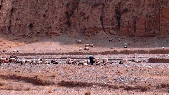 西北 冬季 放羊 绵羊 放牧 荒凉 河谷 羊群