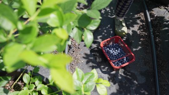 水果园采摘蓝莓