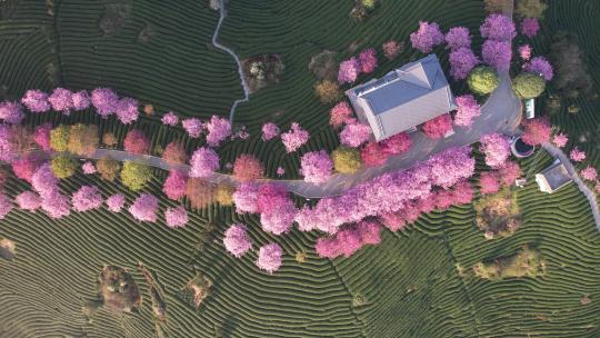 春天赏樱圣地：福建龙岩永福台品樱花茶园