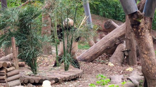 成都大熊猫繁育研究基地玩耍嬉戏的大熊猫