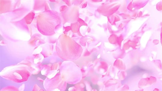 浪漫粉色玫瑰花瓣飘落