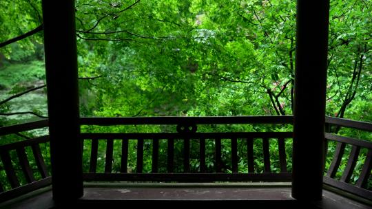 杭州虎跑 下雨天亭子前的绿色枫树叶