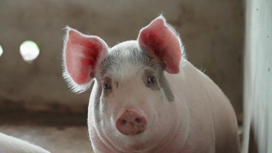 养猪场养殖乡下环保脱贫视频素材模板下载