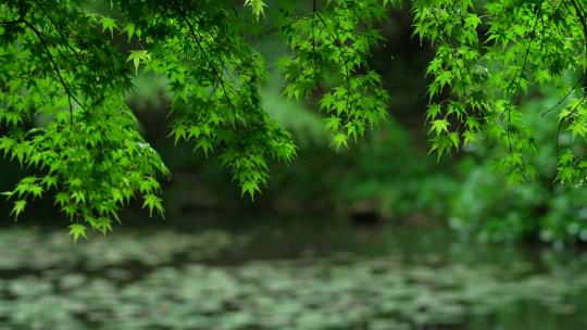 杭州虎跑 下雨天的绿色枫树叶有风吹动视频素材模板下载