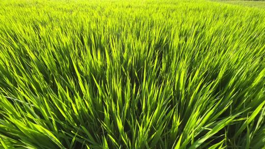 阳光照射稻田嫩绿的禾苗视频素材模板下载