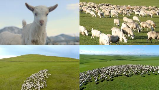 【合集】草原羊群牧羊吃草高清视频