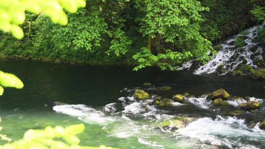 雨生命力生命森林水流水雨滴溪流山泉水山水