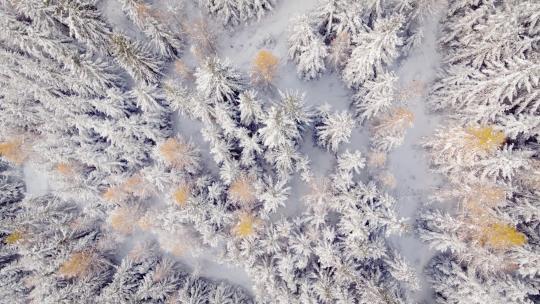 航拍冬季森林雪林雾凇雪地雪松雪景大雪