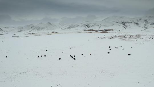 西藏旅游风光317国道雪地牦牛视频素材模板下载