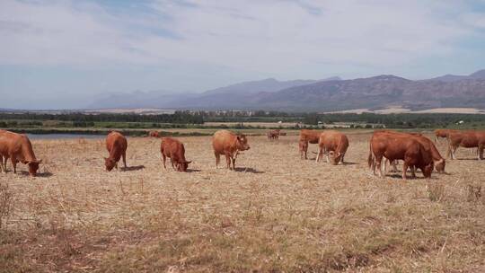 牧场上的一群牛