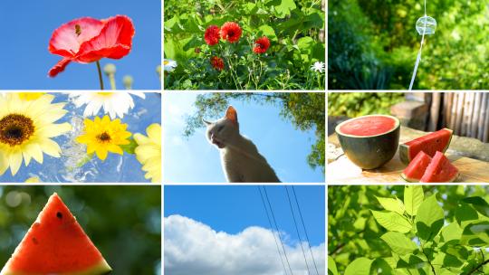夏日小清新合集蓝天树叶花朵西瓜空境高清在线视频素材下载