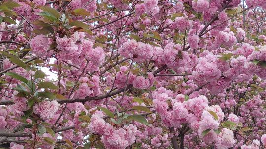 实拍春天樱花盛开花朵植物