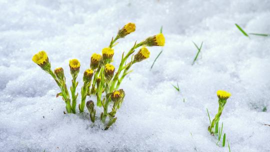 雪在融化，黄草花在生长中盛开