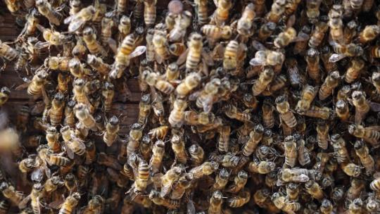【正版素材】蜜蜂养殖