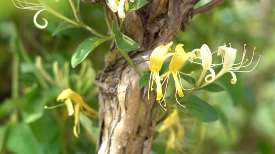 金银花 种植 加工 收获 农业 三农 农村振兴 药材 中药种植 金银花加工 金银花种植 (17)