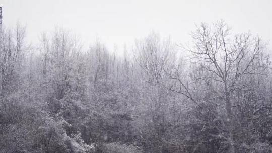 冬季森林鹅毛大雪
