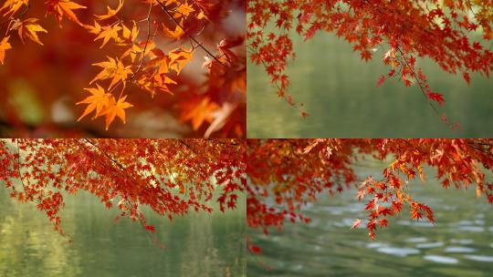 湖边的红枫枫叶红叶金秋唯美意境湖边秋色视频素材模板下载