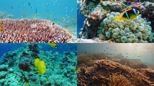 【合集】 珊瑚礁 水底 鱼类 海底