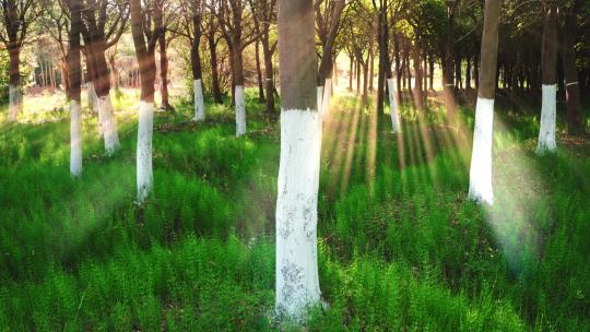 阳光穿过树林清晰空镜