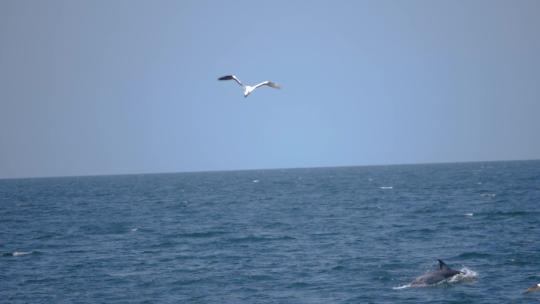 海鸥冲浪慢动作