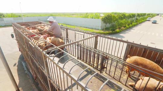 运输农业养殖畜牧牲畜猪肉