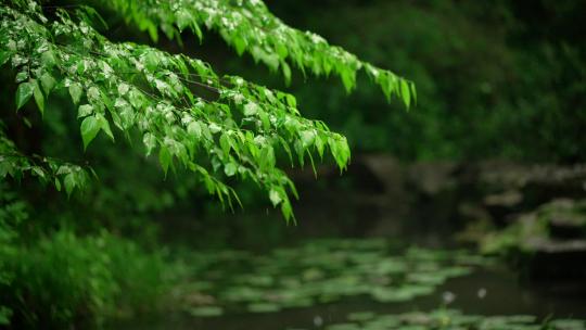 杭州虎跑雨天雨水打在绿色叶子上 落入水面