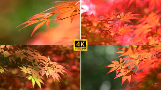 唯美枫树叶高清在线视频素材下载