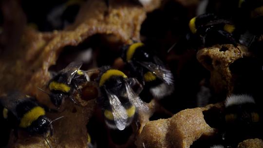 胖乎乎的熊蜂筑巢产蜂蜜视频素材模板下载